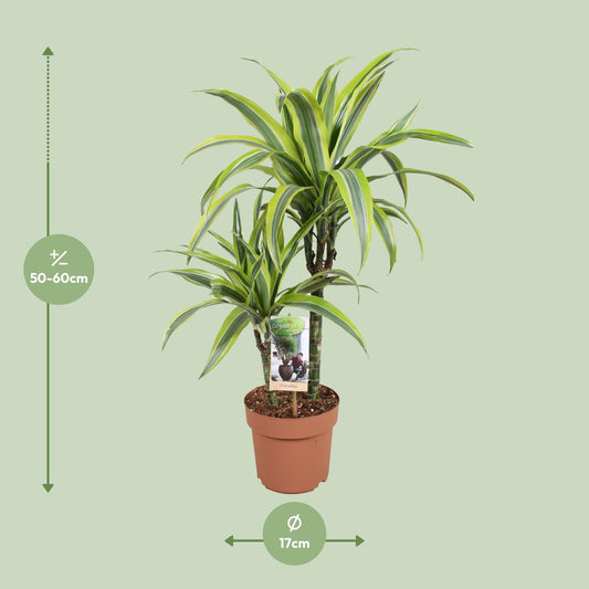 Dracaena Lemon Lime – Pflegeleichte Zimmerpflanze Ø17cm