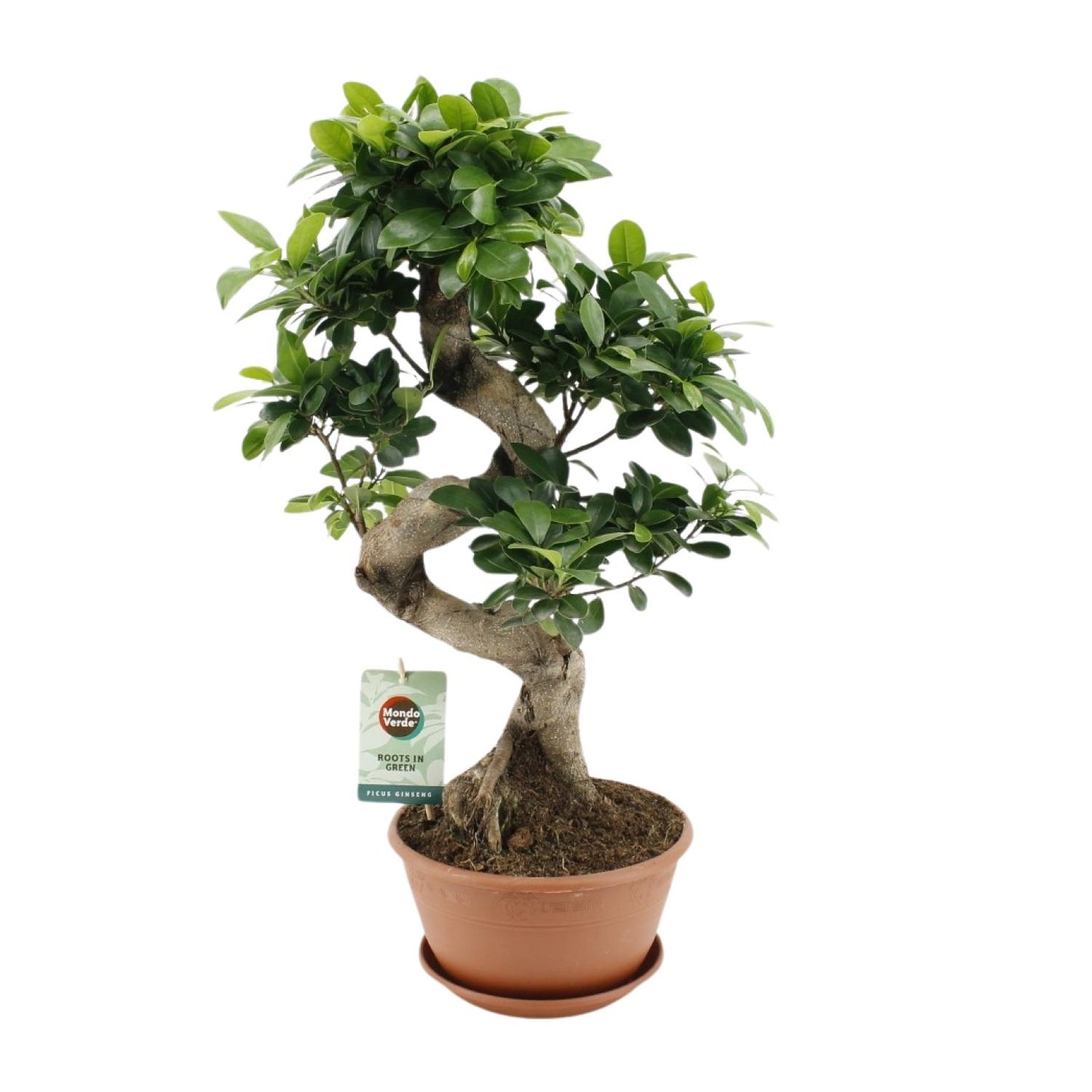 Ficus Ginseng – Pflegeleichte Zimmerpflanze Ø22cm