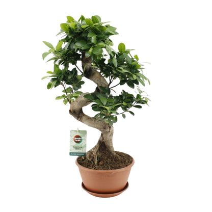 Ficus Ginseng – Pflegeleichte Zimmerpflanze Ø22cm