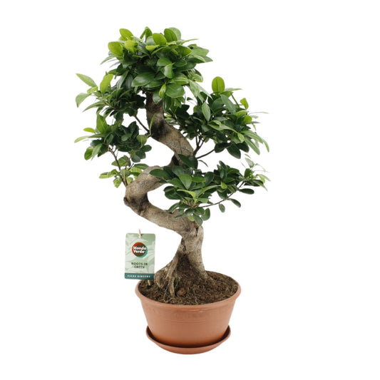 Ficus Ginseng – Pflegeleichte Zimmerpflanze Ø22cm