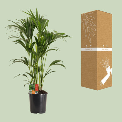 Howea Forsteriana (Kentia-Palme) Ø24cm, ca. 120cm hoch