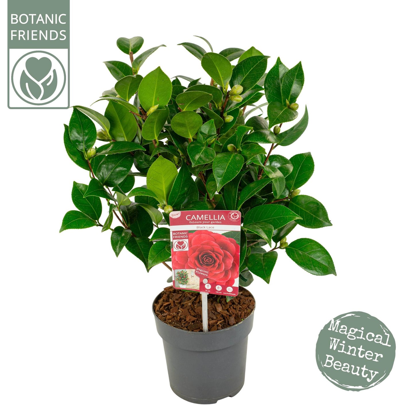 Camellia Japonica 'Black Lace' – Elegante Zimmerpflanze Ø15cm