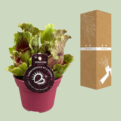 Sarracenia – Exotische Schlauchpflanze Ø12 cm, 20 cm hoch