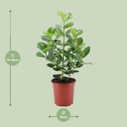 Clusia Rosea Princess – Pflegeleichter Autogramm-Baum Ø24cm