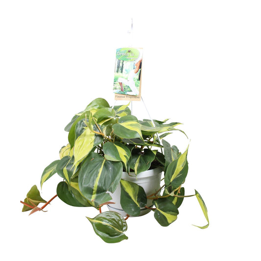 Philodendron Brasil – Pflegeleichte Zimmerpflanze Ø17cm