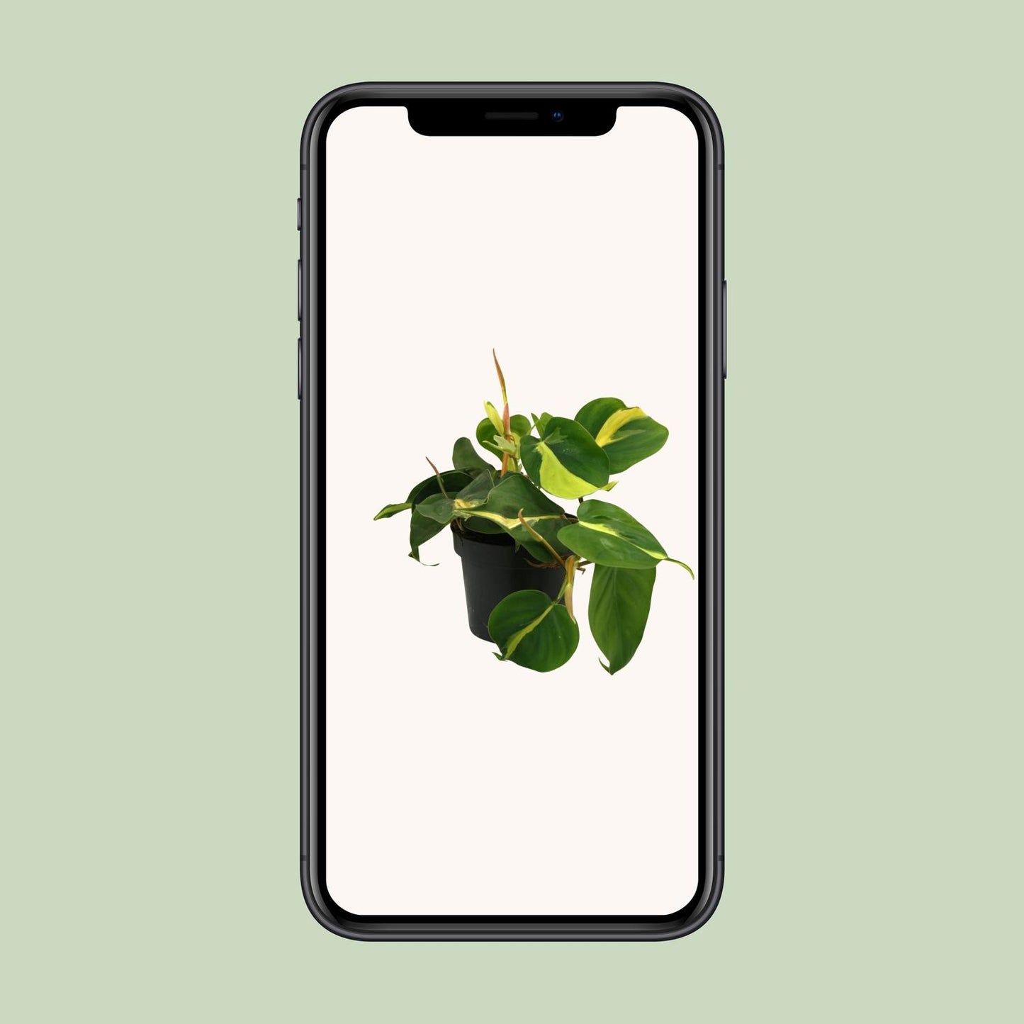 Lophospermum Brasil Scandens – Pflegeleichte Kletterpflanze Ø12cm