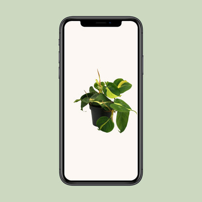 Lophospermum Brasil Scandens – Pflegeleichte Kletterpflanze Ø12cm