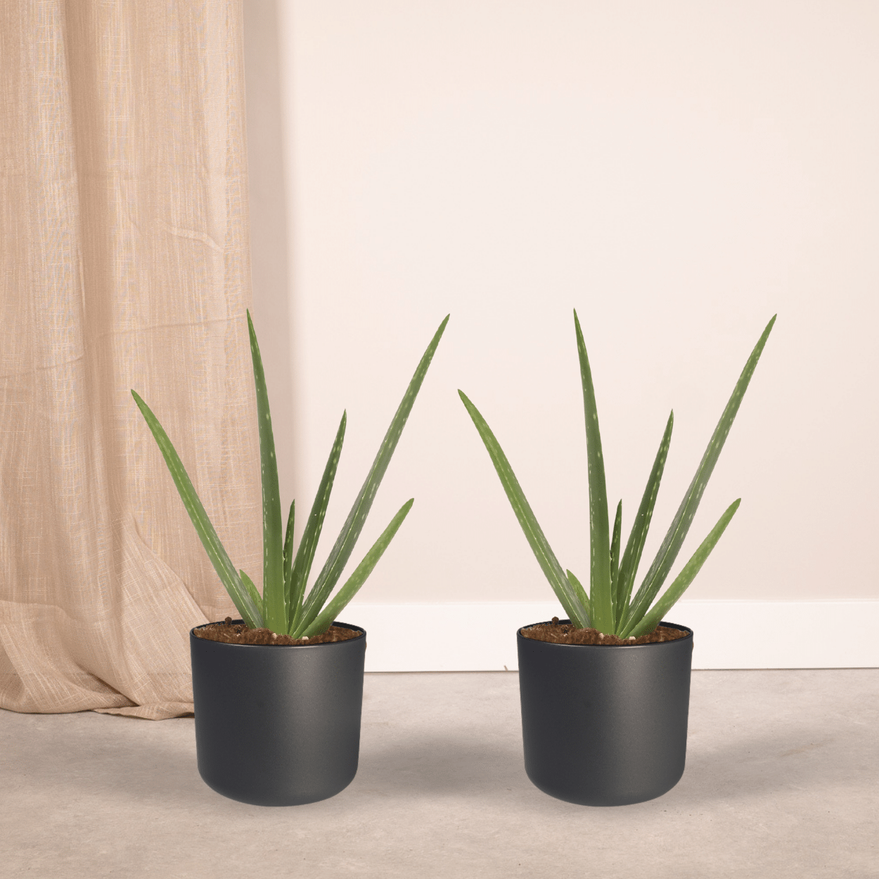 2x Aloe Vera Sukkulente – Pflegeleichte Zimmerpflanze 40 cm