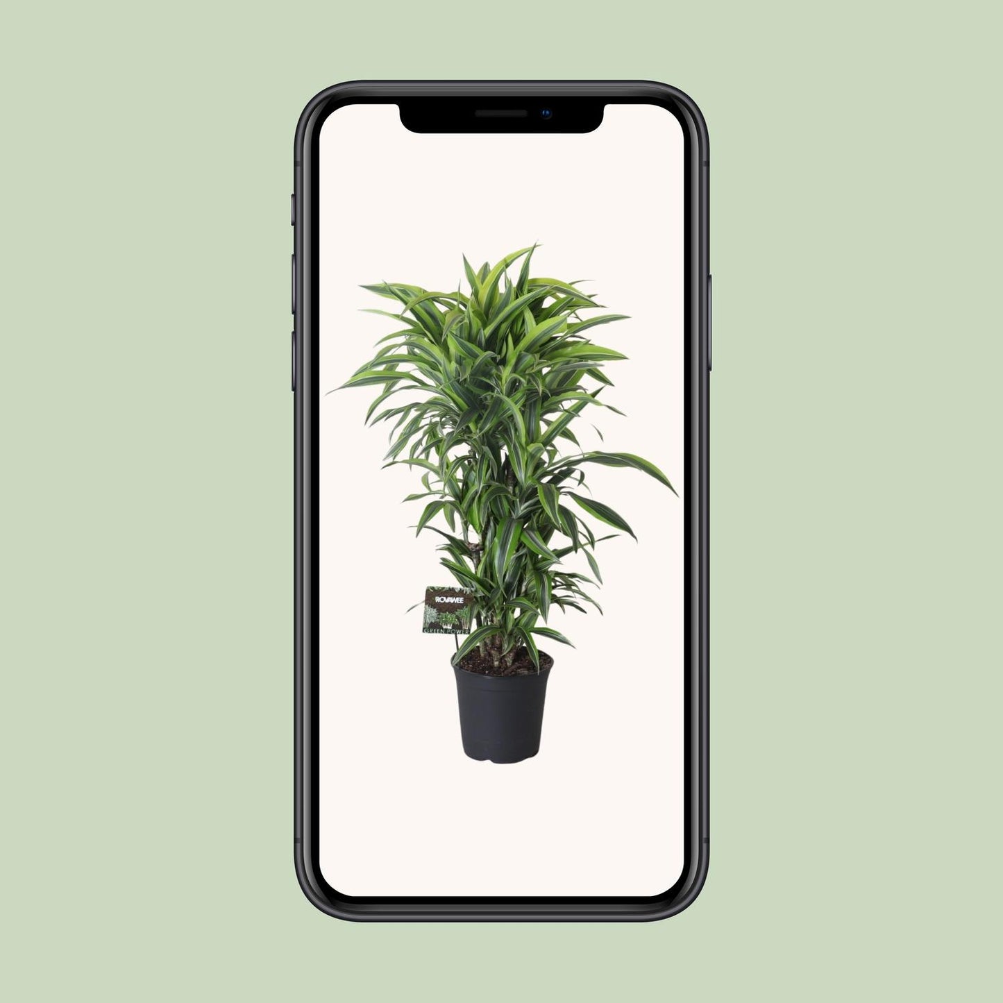 Drachenbaum Lemon Lime – 120 cm pflegeleichte Zimmerpflanze