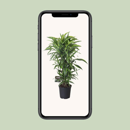 Drachenbaum Lemon Lime – 120 cm pflegeleichte Zimmerpflanze