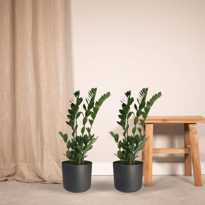 2x Zamioculcas Zamiifolia – Smaragdpalme, 70 cm, ø17 cm