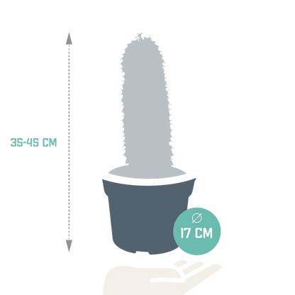 Euphorbia marmorata – Pflegeleichter Säulenkaktus 17 cm