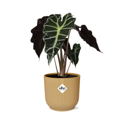 Alocasia ‘Polly’ – Tropische, pflegeleichte Zimmerpflanze im ELHO Vibes Fold Topf