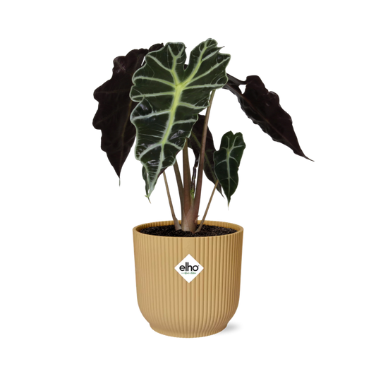Alocasia ‘Polly’ – Tropische, pflegeleichte Zimmerpflanze im ELHO Vibes Fold Topf