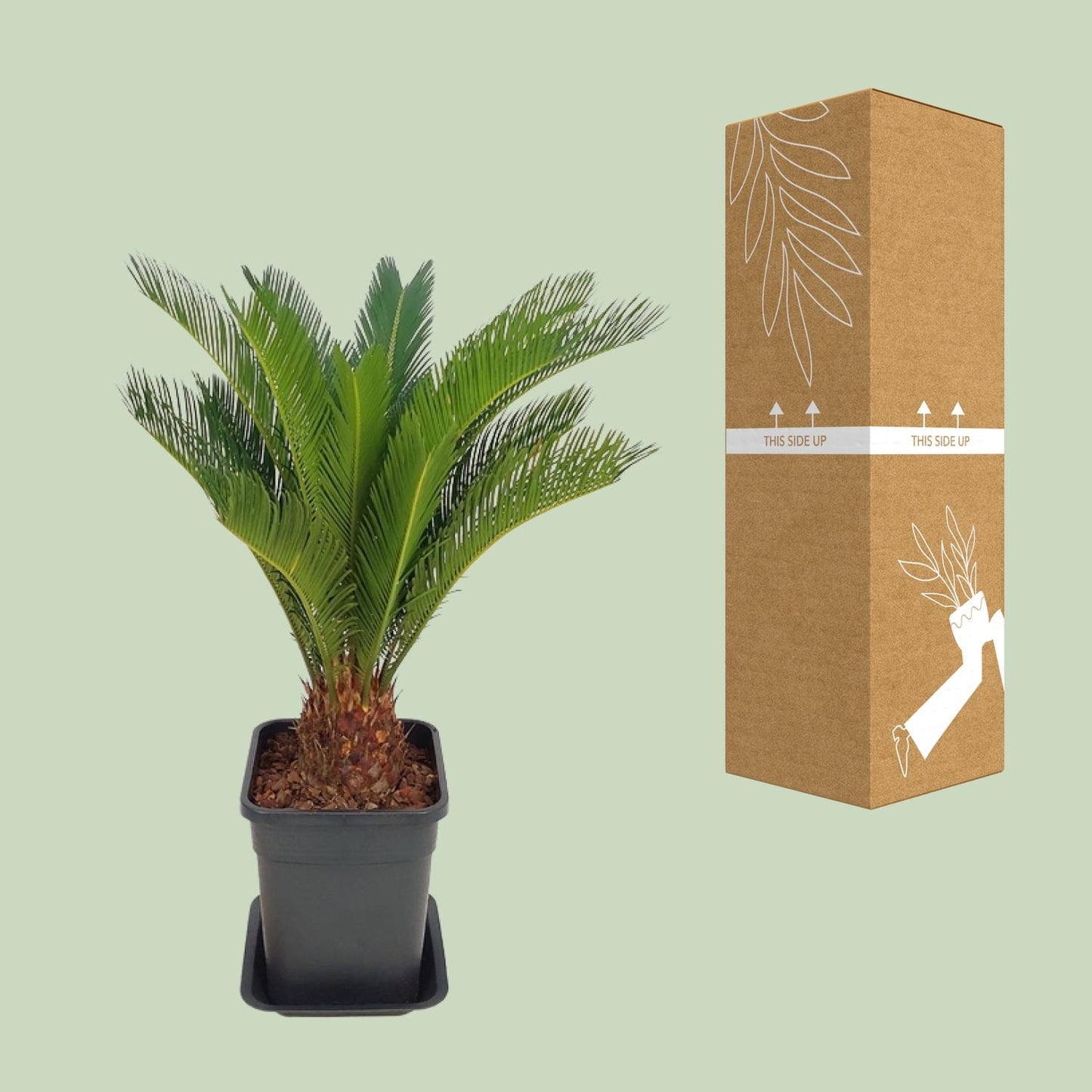 Cycas Revoluta – Pflegeleichte Farne-Palme Ø21cm