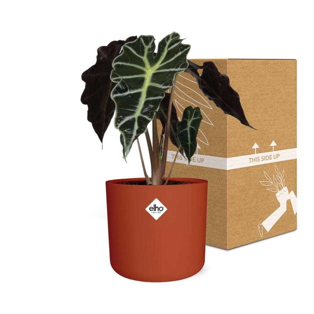 Alocasia ‘Polly’ – Luftreinigende Zimmerpflanze im ELHO Topf 14cm