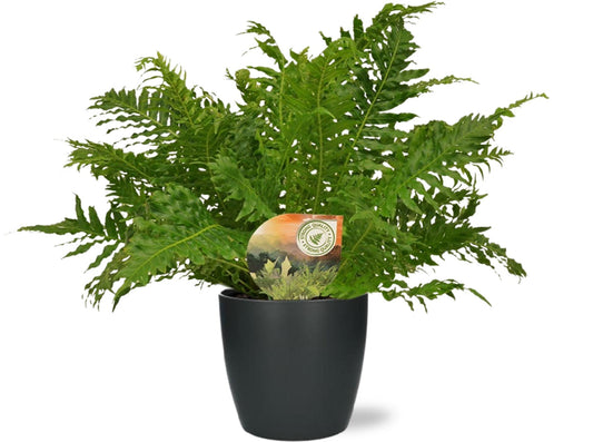 Blechnum Silver Lady – pflegeleichte Zimmerpflanze Ø17cm mit Anthrazit-Pot