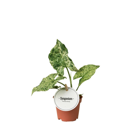 Syngonium Mottled – Pflegeleichte Zimmerpflanze Ø6cm