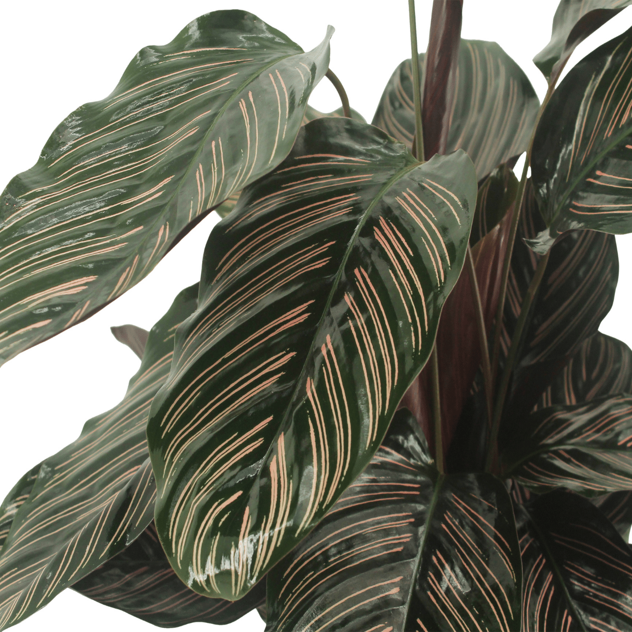 2x Calathea Ornata – Pfauenpflanze, 50 cm, Ø14 cm
