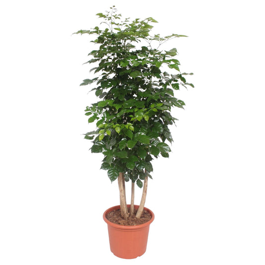Radermachera Hainanensis – Elegante pflegeleichte Zimmerpflanze 190 cm