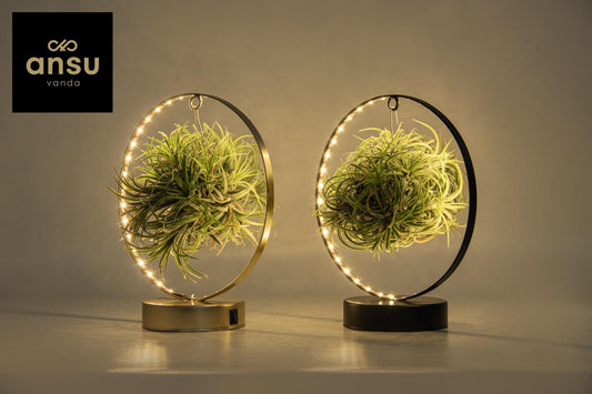 Tillandsien LED Edition Mix – 2er Set, Ø11-23 cm