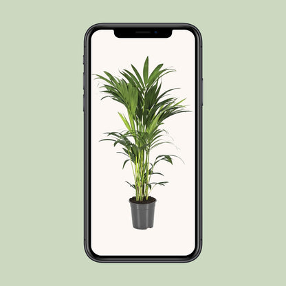 Howea Forsteriana (Kentia-Palme) Ø21cm, bis 110cm hoch