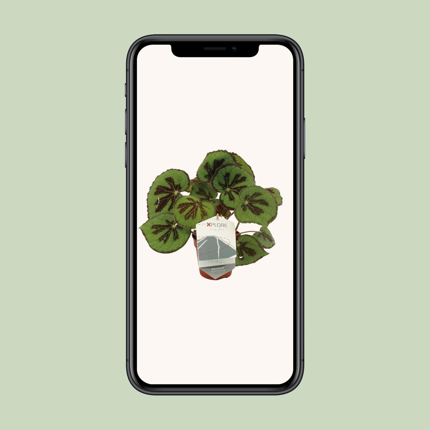 Begonia Masoniana Rock – Pflegeleichte King-Begonie Ø12 cm