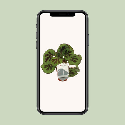 Begonia Masoniana Rock – Pflegeleichte King-Begonie Ø12 cm