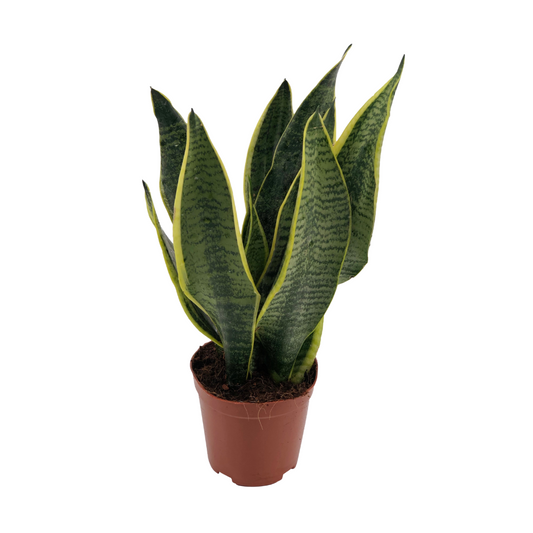 Sansevieria Superba – Pflegeleichte Zimmerpflanze Ø12cm