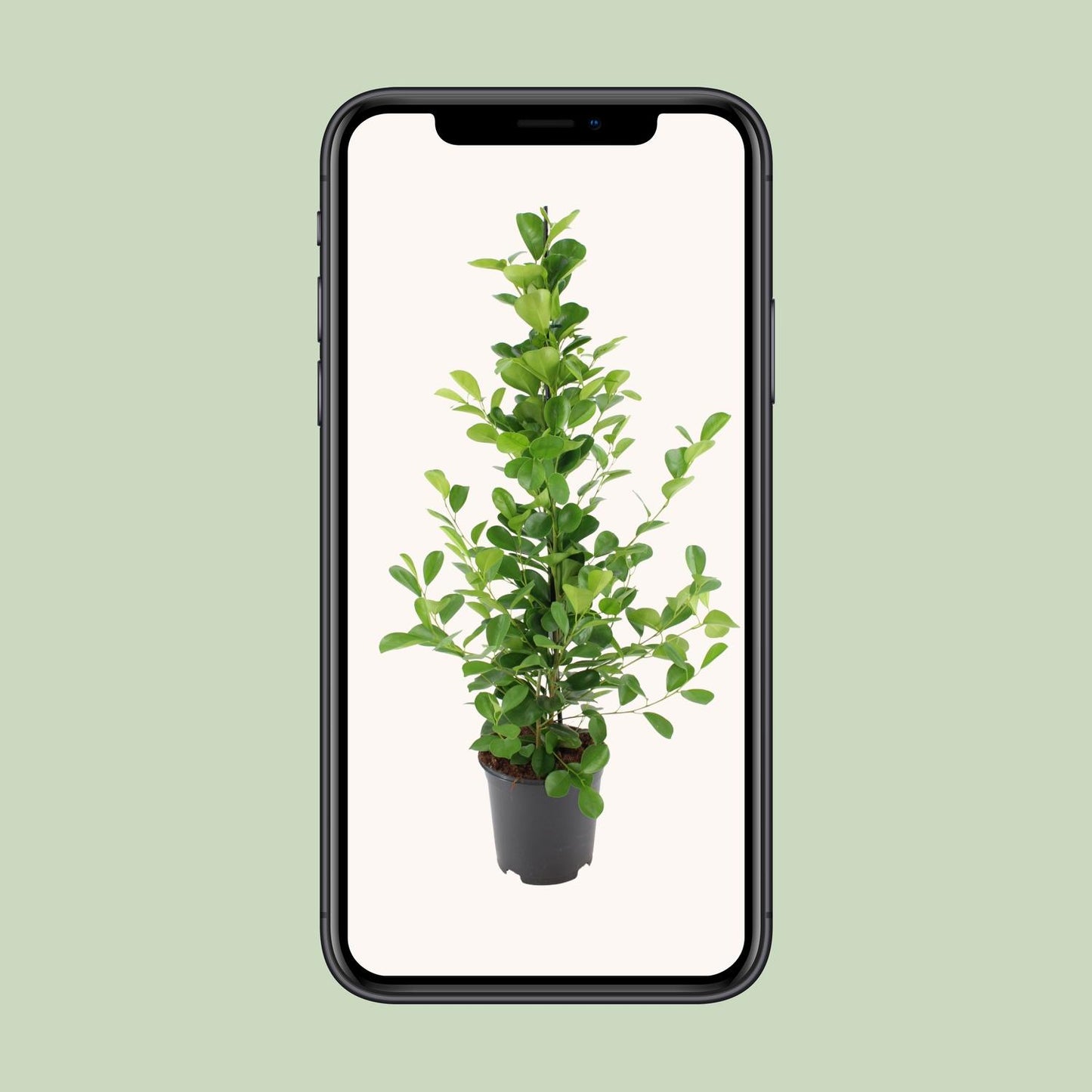 Ficus microcarpa Moclame – Pflegeleichte Zimmerpflanze Ø21cm