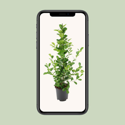 Ficus microcarpa Moclame – Pflegeleichte Zimmerpflanze Ø21cm