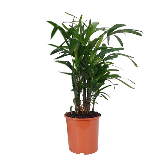 Rhapis Excelsa – Lady-Palme Ø21cm, 80cm hoch