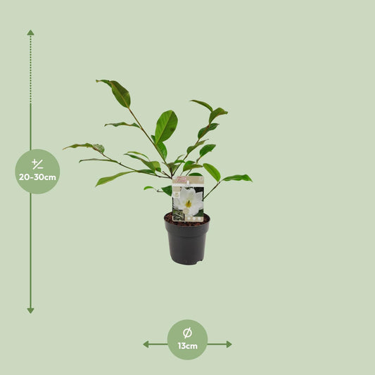 Elfenmagnolie 'Cream' – kompakte, pflegeleichte Magnolie Ø13cm