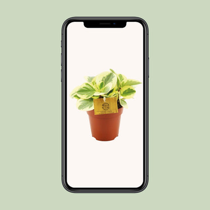 Peperomia Obtipan Bicolor – Pflegeleichte Zimmerpflanze Ø12cm