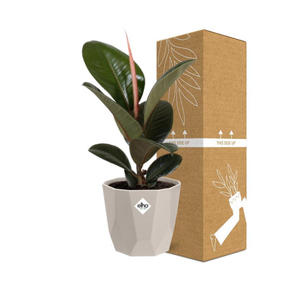 Ficus Elastica ‚Robusta‘ – Pflegeleichte Zimmerpflanze 14 cm