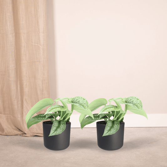 Scindapsus Pictus Trebie – 2er Set Ø12cm, pflegeleicht