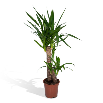 Yucca Elephantipes – Pflegeleichte Trendpflanze Ø17cm