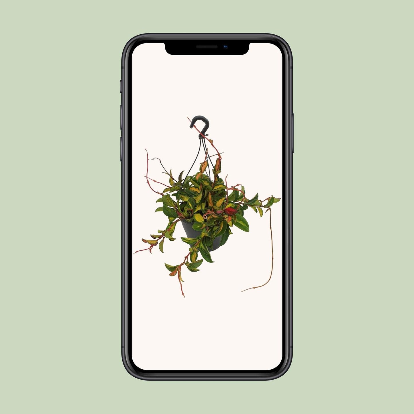 Wachsblume Tricolor – Pflegeleichte Zimmerpflanze Ø19cm