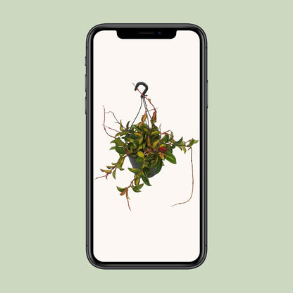 Wachsblume Tricolor – Pflegeleichte Zimmerpflanze Ø19cm