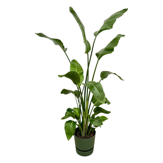 Strelitzia Nicolai im Elho Greenville Round Topf – 180 cm