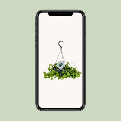 Dischidia Imbricata – Pflegeleichte Kidney-Zimmerpflanze Ø14 cm