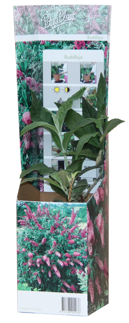 20x Buddleja davidii Mix – Blühender Schmetterlingsstrauch