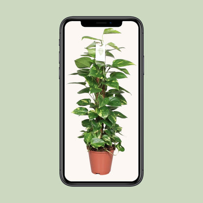 Epipremnum Pinnatum Mosstok – Goldene Efeutute 80 cm