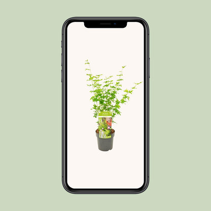 Fächerahorn 'Going Green' – kompakte Zimmer- & Gartenpflanze