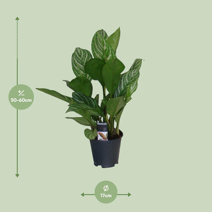 Aglaonema Stripes – Pflegeleichte luftreinigende Zimmerpflanze Ø17cm