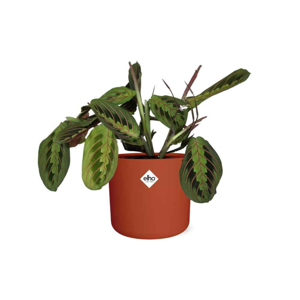 Maranta Leuconeura ‘Fascinator’ Tricolor – Pflegeleichte Gebetspflanze 14cm