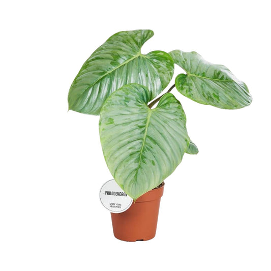 Philodendron Sodiroi – Exotische, pflegeleichte Zimmerpflanze Ø15cm