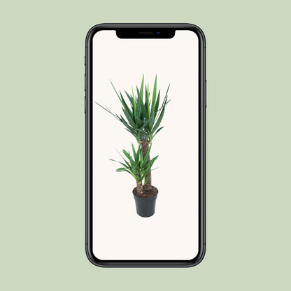 Yucca Elephantipes – Stilvolle, pflegeleichte Zimmerpflanze Ø21cm