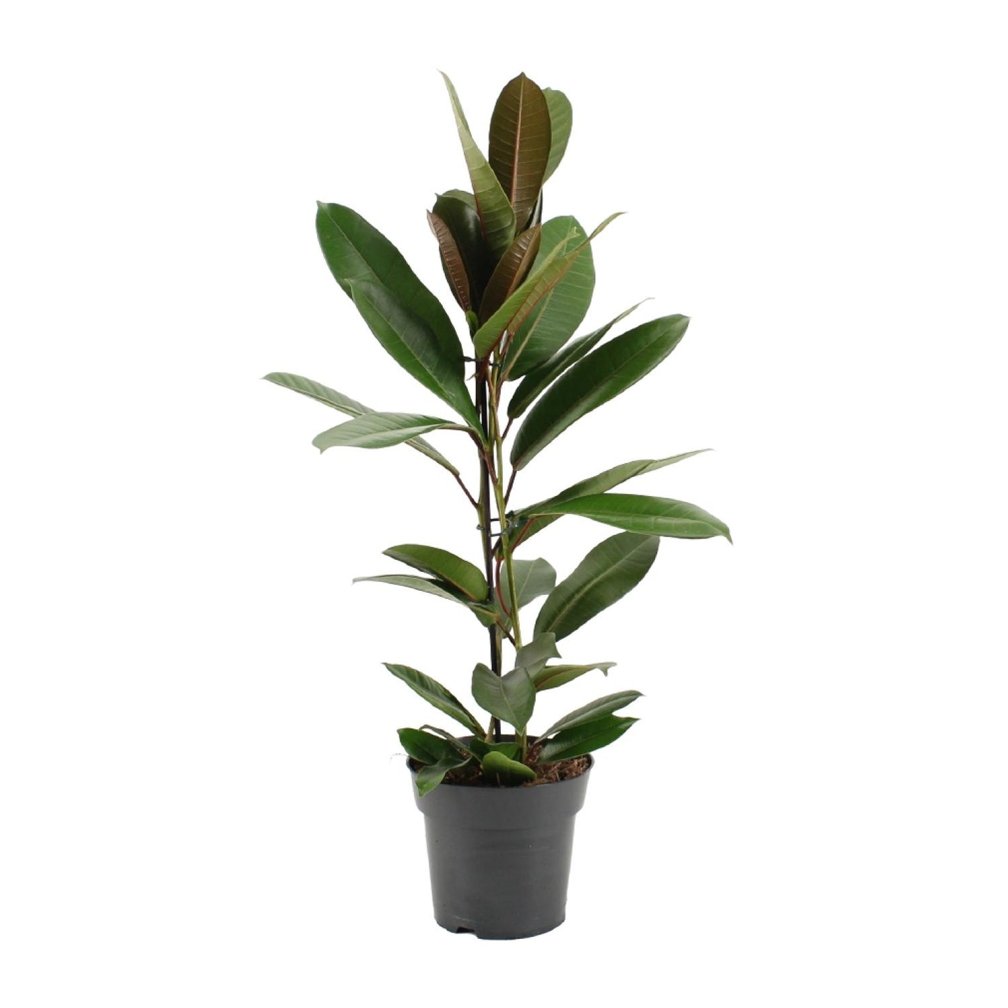 Ficus America Tresor Ø17cm – Pflegeleichter Zimmerbaum