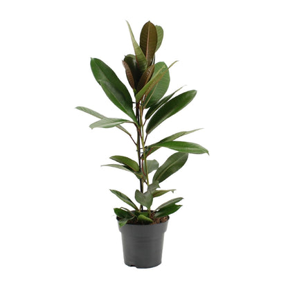 Ficus America Tresor Ø17cm – Pflegeleichter Zimmerbaum
